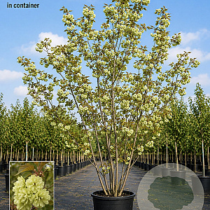 Prunus ser. 'Ukon' 150-175 cm 40L meerstammig