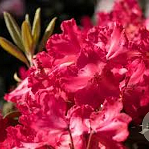 Rhododendron 'Vollblut' 25-30 cm 3,0L