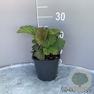 Rodgersia aesculifolia GM 2,0L
