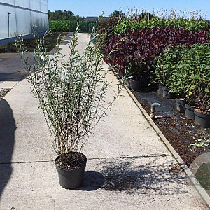 Salix purpurea 'Nana' 60-80 cm 10L