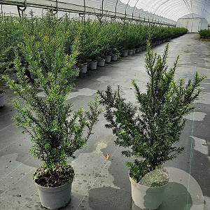 Taxus baccata 60-70 cm 3,5L