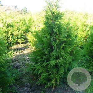 Thuja pl. 'Martin' 200 Hoog Haagelement 100Bx40D