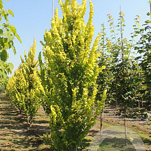 Ulmus hollandica 'Wredei' 18-20 HO draadkluit geveerd