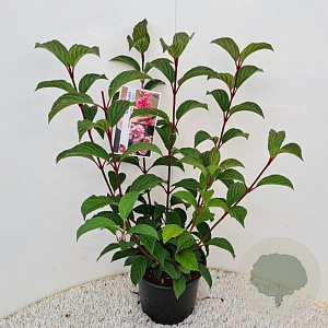 Viburnum bodnantense 'Charles Lamont' 175-200 cm draadkluit meerstammig