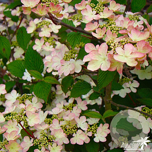 Viburnum plicatum 'Kilimanjaro Sunrise' 150-175 cm draadkluit meerstammig