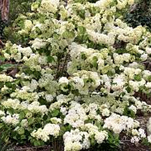 Viburnum plicatum 'Popcorn' 125-150 cm draadkluit meerstammig