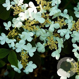 Viburnum plicatum 'Tennessee' 175-200 cm draadkluit meerstammig