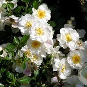 Rosa 'Aimée Vibert' 100-150 cm 5,5L