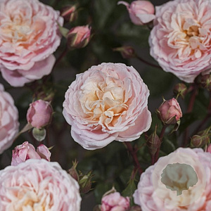 Rosa (K) New Dreams 100-150 cm 5,5L