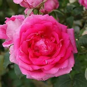 Rosa (K) 'Parade' 100-150 cm 5,5L