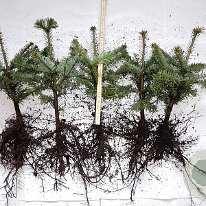 Abies nordmanniana 20-30 cm wortelgoed 2/2