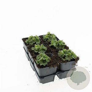 Alchemilla mollis GM P9
