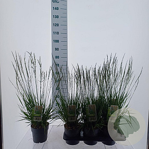 Molinia caerulea 'Heidezwerg' 90 cm P17