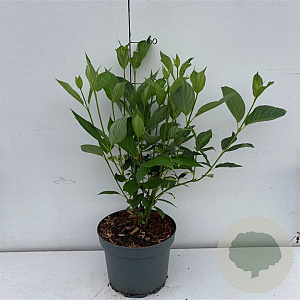 Cornus sericea 'Flaviramea' 50-60 cm 35L
