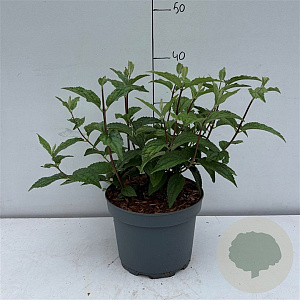Deutzia hybrida 'Mont Rose' 30-40 cm 3,5L