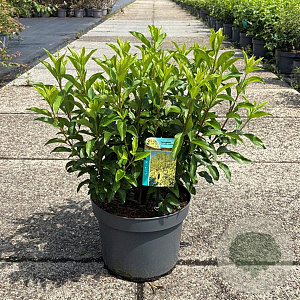 Forsythia int. Week-End 80-100 cm 10L