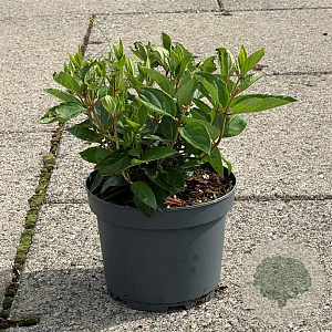 Hydrangea pan. 'Grandiflora' 20-30 cm 3,5L