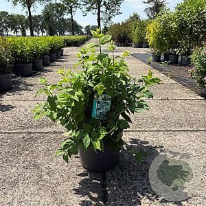 Philadelphus coronarius 80-100 cm 10L