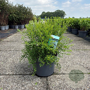 Spiraea arguta 60-80 cm 10L
