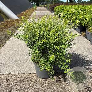 Spiraea cinerea 'Grefsheim' 60-80 cm 10L