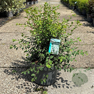 Spiraea vanhouttei 80-100 cm 10L