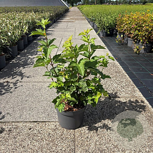 Viburnum opulus 60-80 cm 10L