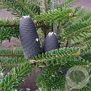 Abies koreana 30-40 cm 5,0L