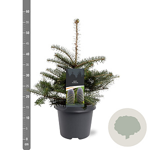 Abies koreana 30-40 cm 5,0L