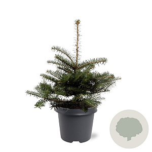 Abies koreana 30-40 cm 5,0L