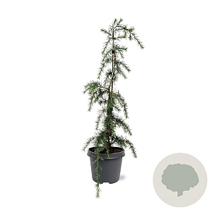 Cedrus l. 'Glauca Pendula' 60-80 cm 5,0L