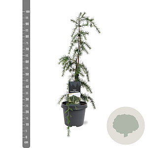 Cedrus l. 'Glauca Pendula' 60-80 cm 5,0L