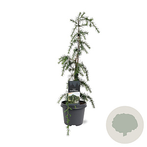 Cedrus l. 'Glauca Pendula' 60-80 cm 5,0L