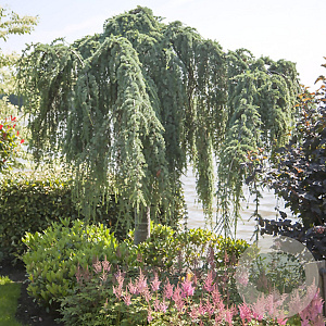 Cedrus l. 'Glauca Pendula' 60-80 cm 5,0L