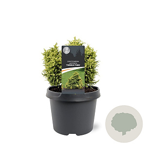 Cryptomeria j. 'Twinkle Toes' 15-20 cm 3,0L