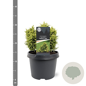Cryptomeria j. 'Twinkle Toes' 15-20 cm 3,0L