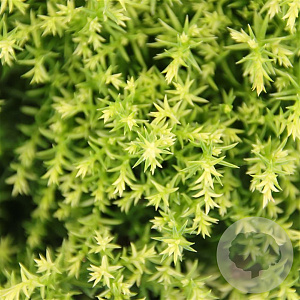 Cryptomeria j. 'Twinkle Toes' 15-20 cm 3,0L