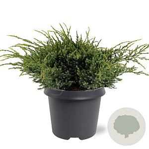 Juniperus squamata 'Holger' 30-40 cm 5,0L