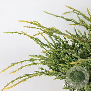 Juniperus squamata 'Holger' 30-40 cm 5,0L