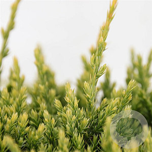 Juniperus squamata 'Holger' 30-40 cm 5,0L