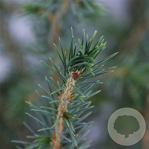 Picea omorika 40-50 cm 3,0L