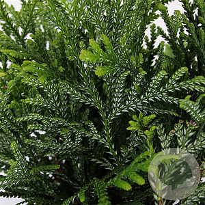 Thujopsis dolabrata 25-30 cm 3,5L