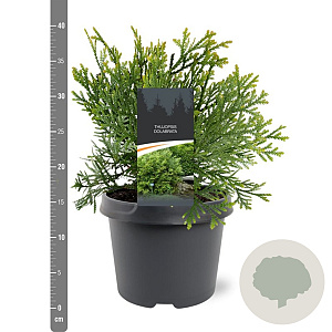 Thujopsis dolabrata 25-30 cm 3,5L