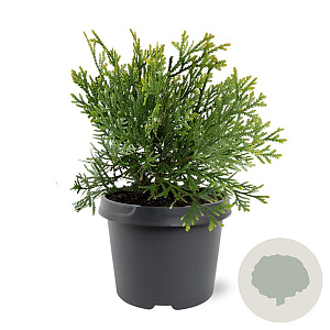 Thujopsis dolabrata 25-30 cm 3,5L
