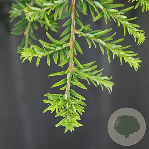 Tsuga canadensis 'Cole' 20-25 cm 3,0L