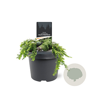 Tsuga canadensis 'Cole' 20-25 cm 3,0L