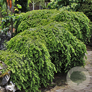 Tsuga canadensis 'Cole' 20-25 cm 3,0L