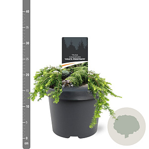 Tsuga canadensis 'Cole' 20-25 cm 3,0L