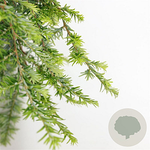 Tsuga canadensis 'Cole' 20-25 cm 3,0L