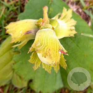 Corylus 'Tonda Gentile Del. Langhe' 175-200 cm 50L struik