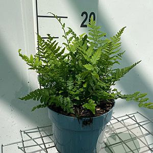 Dryopteris filix-mas GM 2,0L